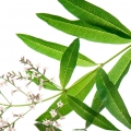 دمنوش لیمو Lemon Verbena